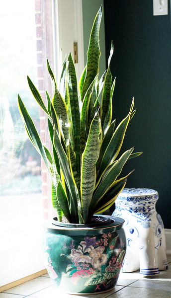 Popular Indoor Plants. They Are Trend